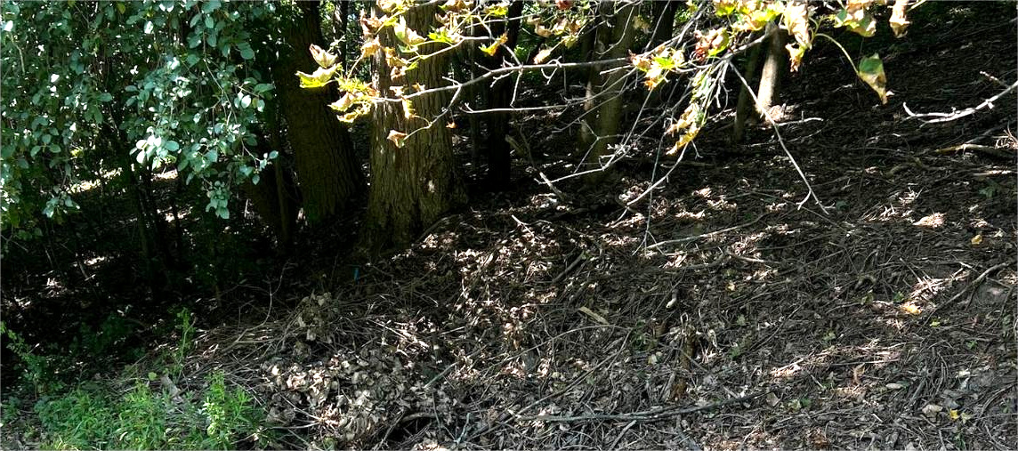 Brush and yard debris cleared from a property line